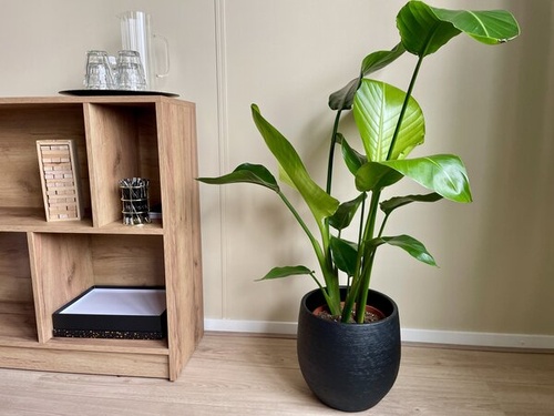 Psychologist in Dronten
